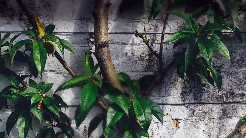 growing tree on wall